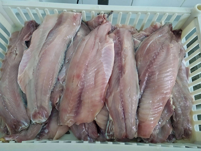 image of carp fish